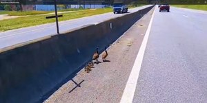 VÍDEO: PRF resgata família de patos na Dutra e evita acidente
