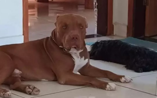 Entidades recorrem ao STF contra lei que bane pitbulls de SC