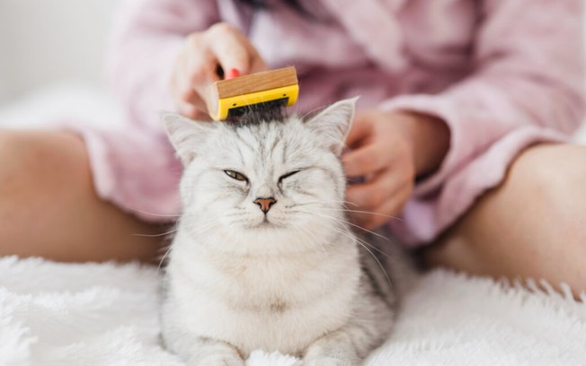 Bolas de pelos em gatos: conheça os riscos e saiba como combatê-las