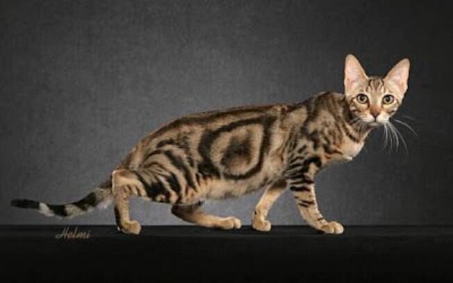 Conheça as raças de gatos mais raras do mundo e se impressione com as peculiaridades