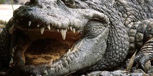 Espécie de crocodilo pré-histórico é identificada na Amazônia