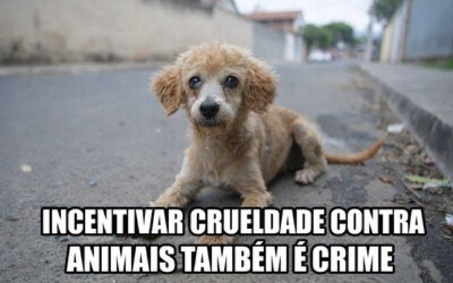 Projeto de Fábio Teruel propõe cassação para políticos que incentivarem crueldade contra animais