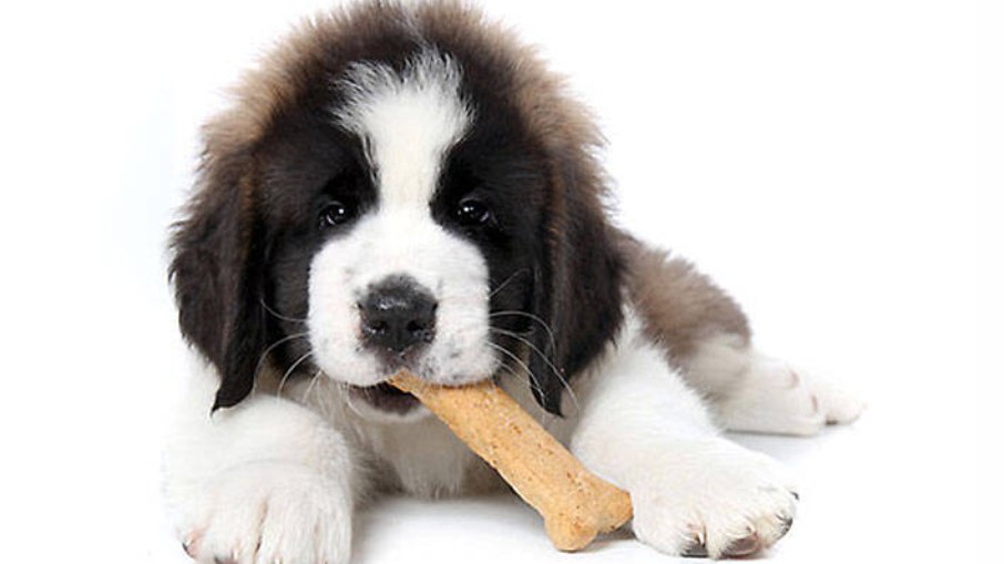 Biscoitos para cães podem fazer parte da dieta de seu amigo