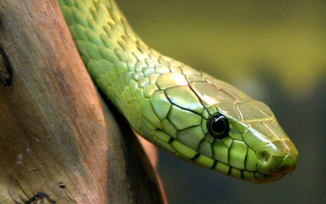 Mamba-verde uma das espécies mais venenosas do mundo