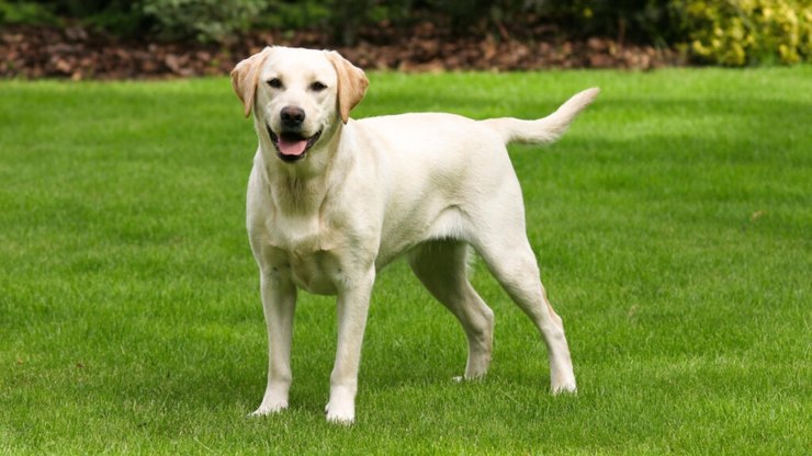 10 diferenças entre o labrador e o golden retriever