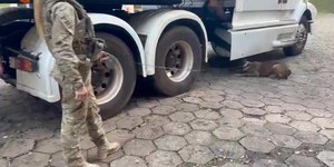 Cão farejador encontra 500 kg de maconha em caminhão de paraguaio