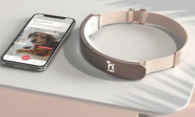 Emoções dos cachorros podem ser traduzidas com IA; entenda