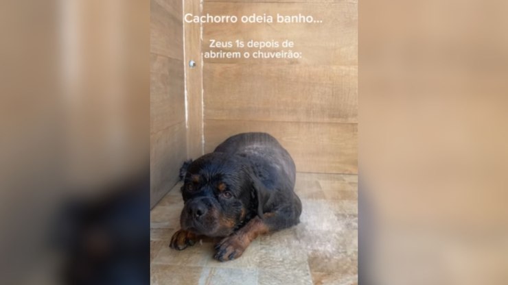 Rottweiler mostra paixão por banho e se diverte na água