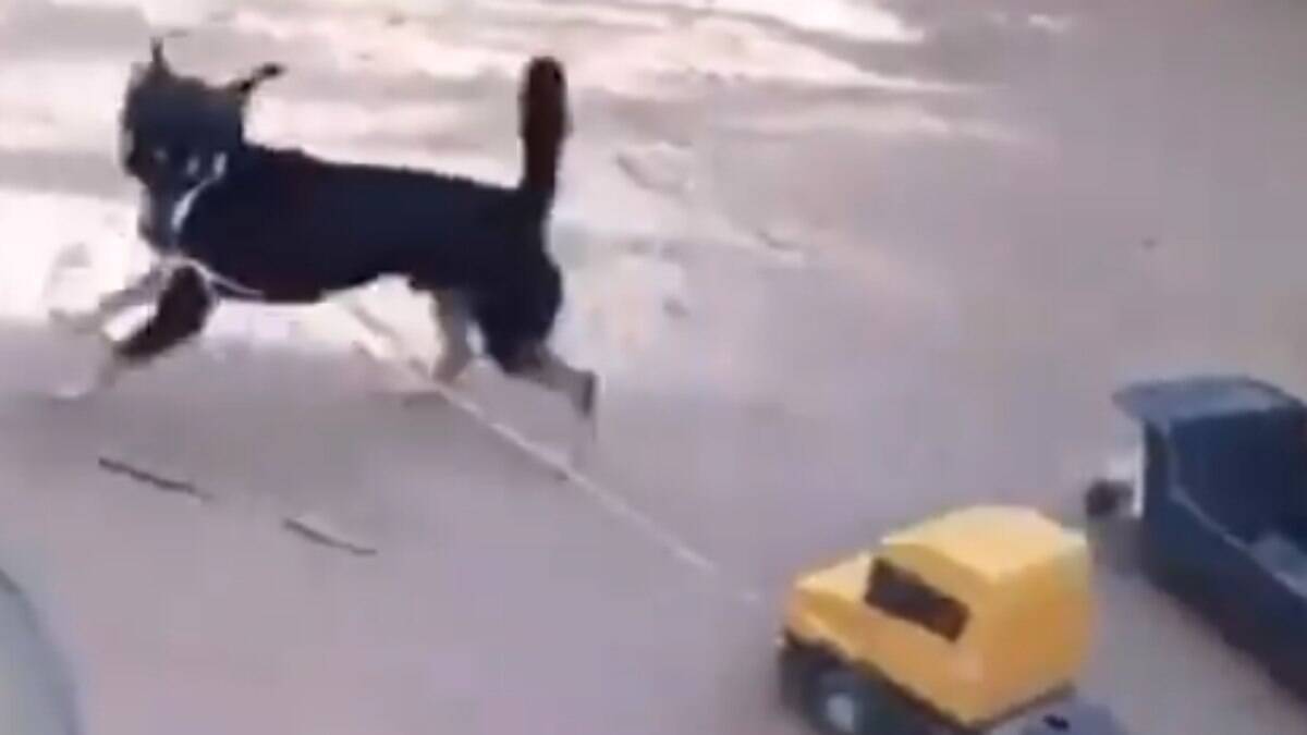 Cachorro brincando com caminhão está encantando internautas nas redes sociais | Cachorros – [Blog GigaOutlet]
