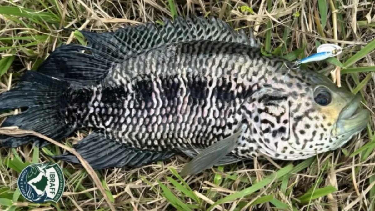 Se fisgar, não devolva à água: peixe-jaguar
ameaça Rio Jacaraípe
