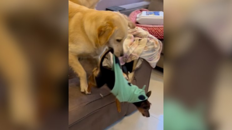 Golden treina "parkour" e caos domina a rotina da casa