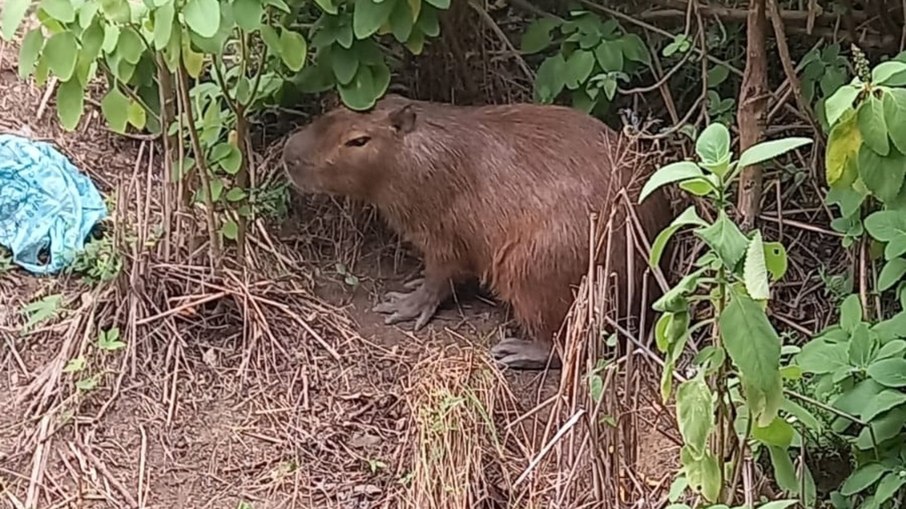 Capivara é resgatada em creche e solta em área protegida