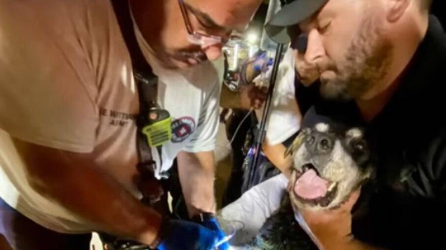 Zoey sendo atendida por veterinários após o resgate