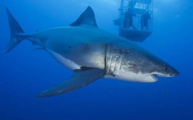 Ataque de tubarão-branco foi filmado de dentro de gaiola por mergulhadores.