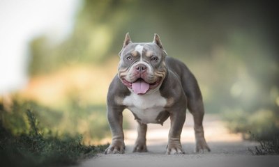 Dócil, amigável e mais: confira as características do cachorro da raça american bully