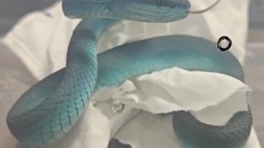 Cobra venenosa. Cobra venenosa.