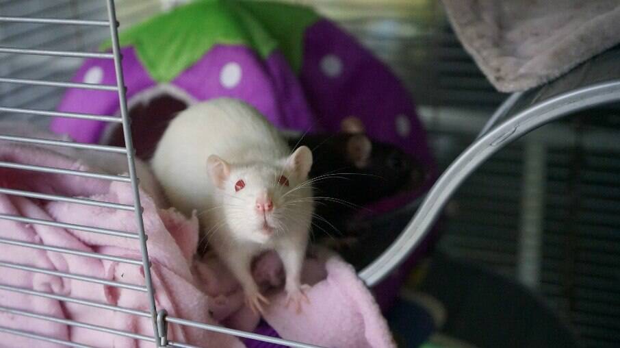 Os ratos brancos, ou albinos, são variações criadas em laboratórios.
