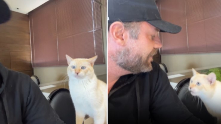 Gato “responde” tutor ao ouvir palavras de que não gosta