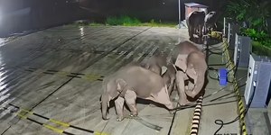 Vídeo: elefante se irrita e destrói recarga de carros elétricos