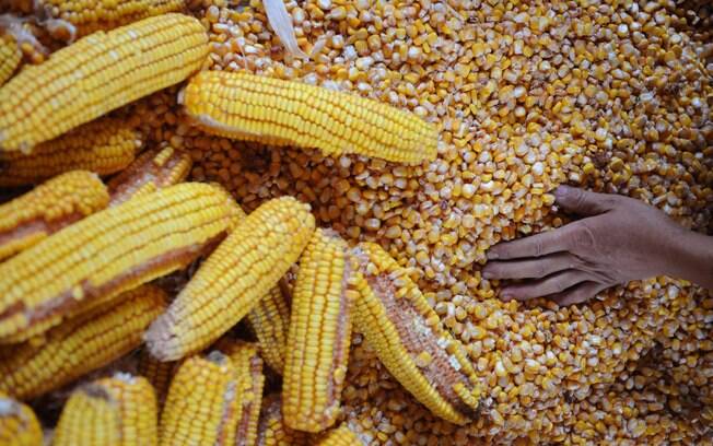 Produção de milho influenciou positivamente o resultado da safra de 2019 