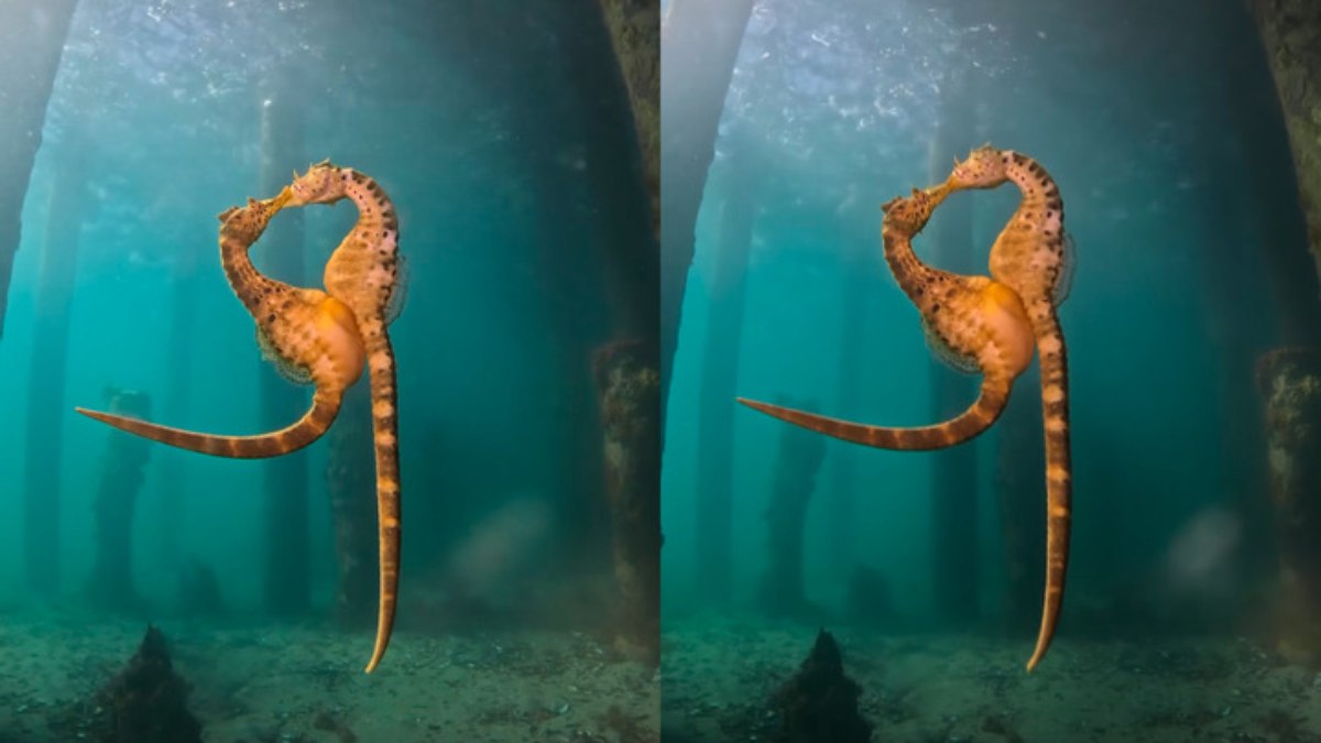 Profissional gravou animais realizando acasalamento Profissional gravou animais realizando acasalamento