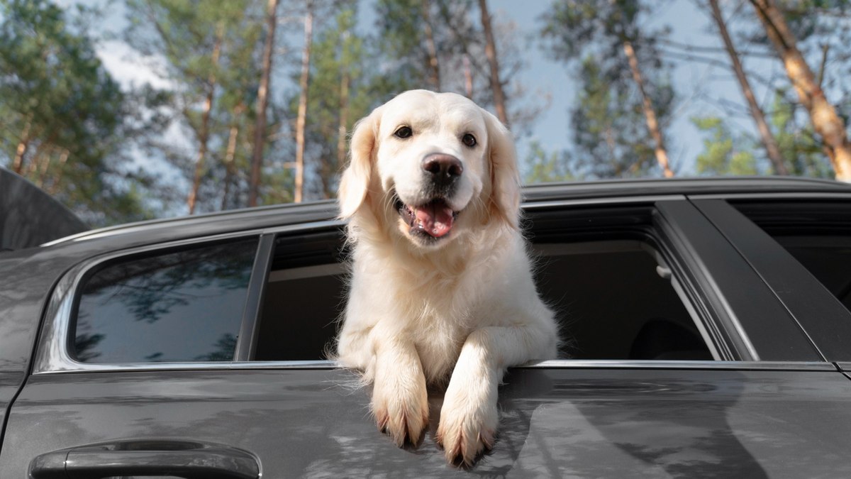 Levar pets em carros: conheça regras e dicas para segurança