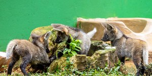 Filhotes de lobo-guará do Zoo de SP recebem nomes de frutas