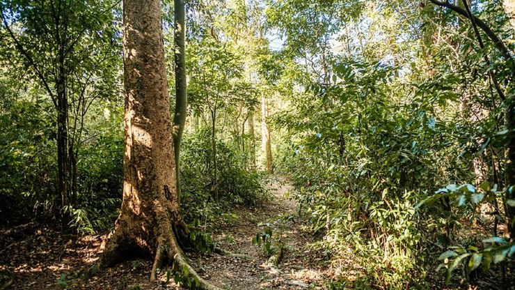 Valinhos conquista título internacional de cidade arborizada