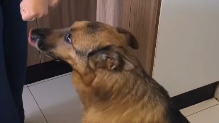 Cão surpreende ao tomar remédio sem nenhuma resistência