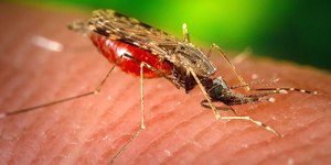 Monitorada no Brasil, Febre do Nilo Ocidental se espalha também pela Europa