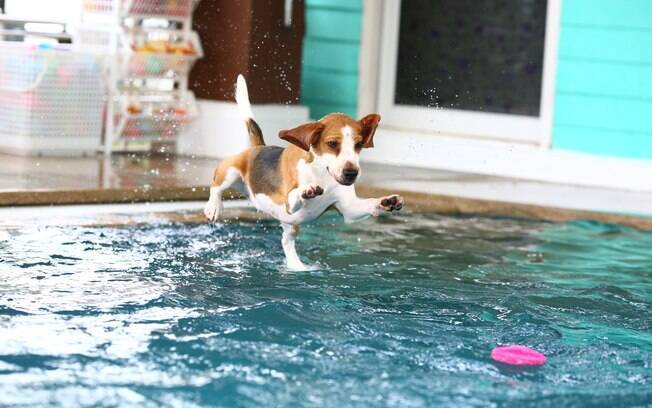 É importante reforce os cuidados com cachorro na piscina. Preste atenção para que ele não consuma essa água e, se possível, não o leve para brincar em espaços públicos