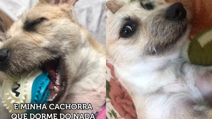 Cachorra fica sonolenta ao ouvir música de
ninar; vídeo