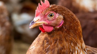 China%20suspende%20compra%20de%20carne%20de%20frango%20do%20Brasil%20por%2060%20dias