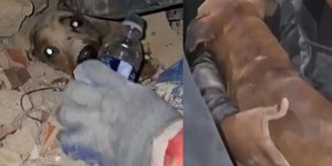 Cachorro é resgatado entre escombros após terremoto na Venezuela