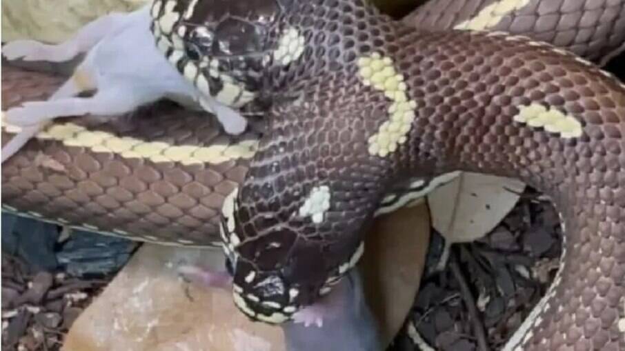 The two-headed snake is filmed eating two rats at once.