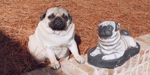 Cães de ‘focinho achatado’: como cuidar dos braquicefálicos?