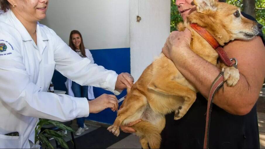 Vacinação de animais em Campinas.