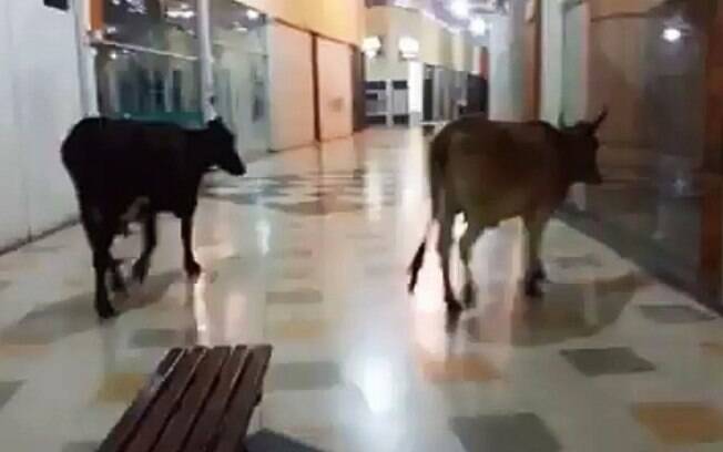 Vacas decidem passear pelos corredores de shopping em Lavras, sul de Minas Gerais