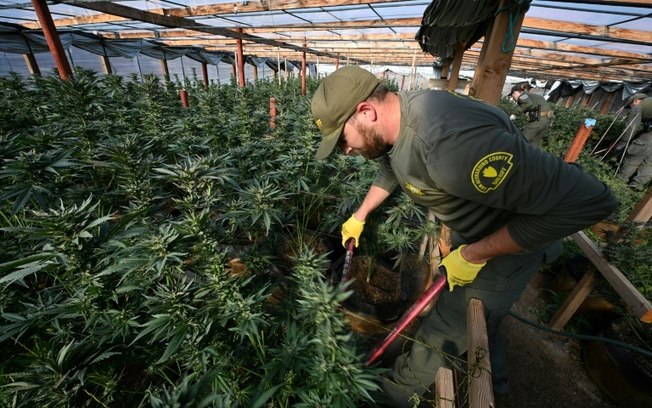 Agentes do Departamento do xerife de San Bernardino cortaram plantas de cannabis em um cultivo ilegal em Newberry Springs, Califórnia, em 29 de março de 2024