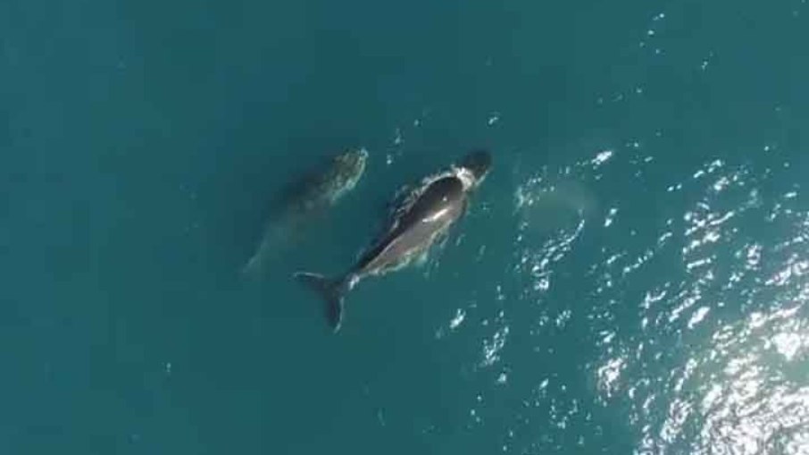 Baleias são analisadas por cientistas no Alaska