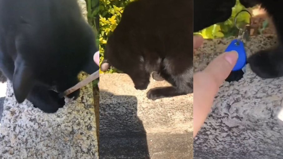 Gato viraliza após resgatar chave de buraco pequeno