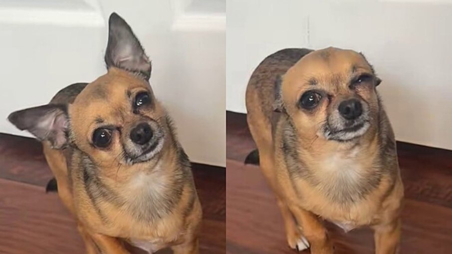 Chihuahua finge estar doente para ganhar carinho e viraliza