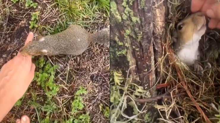 Esquilo puxa pessoa pela mão e apresenta 'casa na árvore'