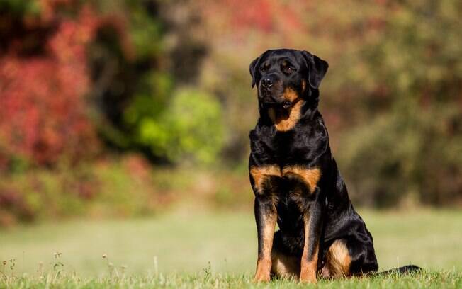 Rottweiler