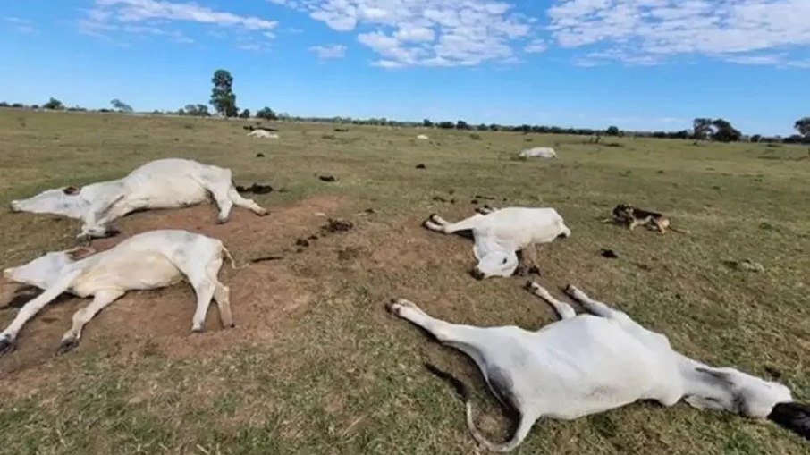 Mais de mil bovinos morreram por causa do frio no Mato Grosso do Sul