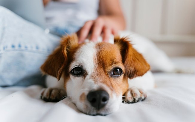 Influenza canina: cães também podem ficar gripados