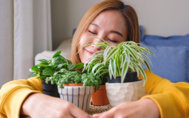 5 plantas que atraem energias positivas