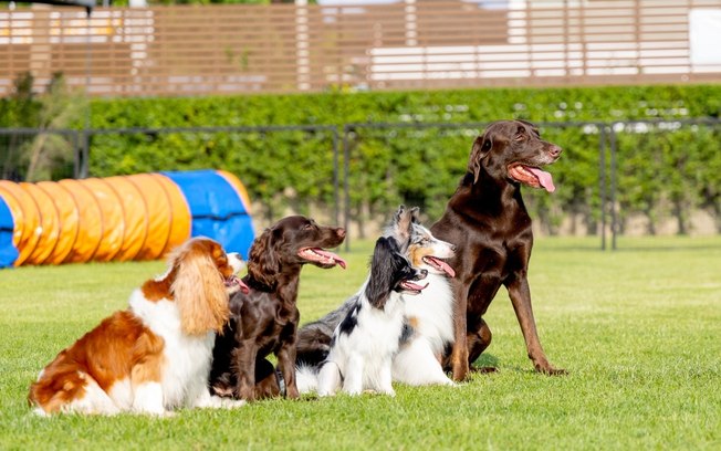 5 raças de cachorro que mais sofrem com o calor