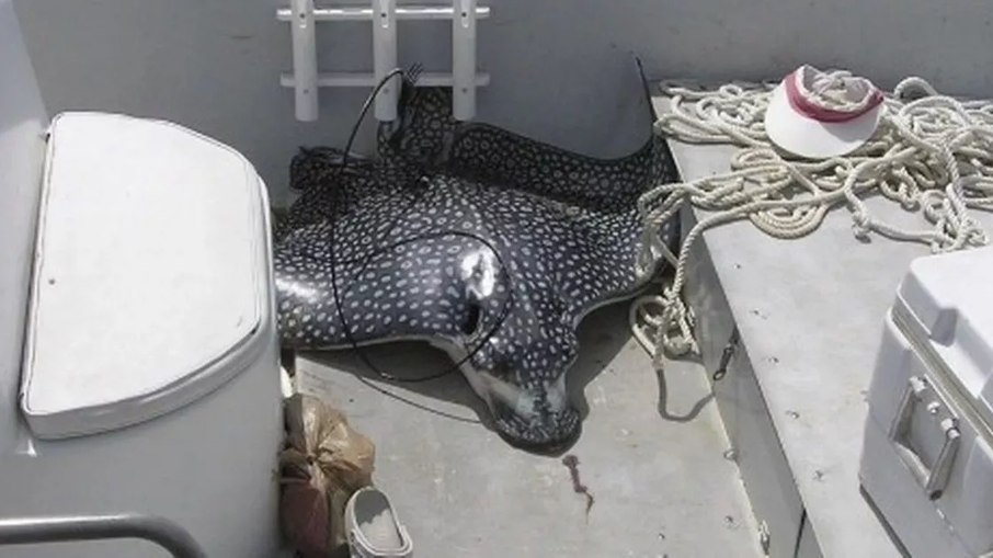 Mulher morre após ser atingida no rosto por arraia gigante durante passeio de barco na Flórida