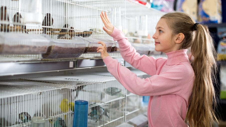 Algumas crianças tem preferência por pássaros na hora de escolher um animalzinho